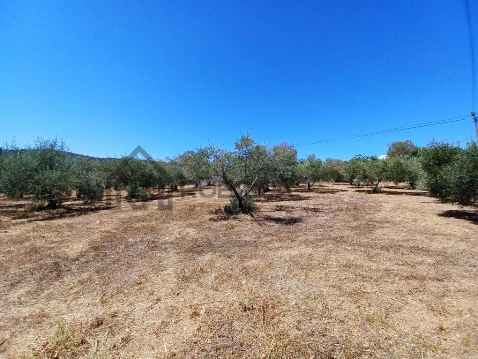 Terreno para Venda em São Brás de Alportel Foto 1