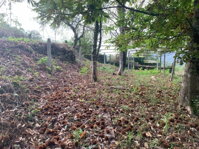 Terreno para Venda em Covas Foto 8