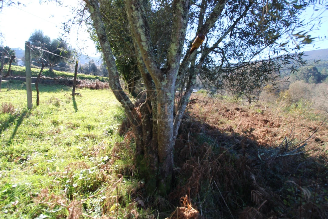 Terreno para Venda em Cornes Foto 8