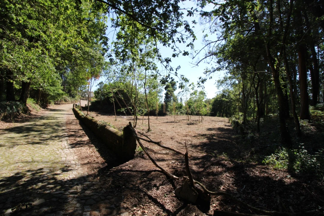 Terreno para Venda em Seixas Foto 13