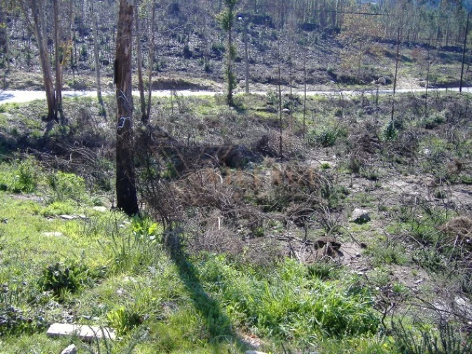 Terreno para Venda em Loivo Foto 1