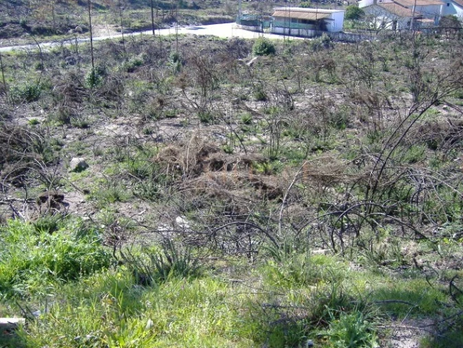 Terreno para Venda em Loivo Foto 2