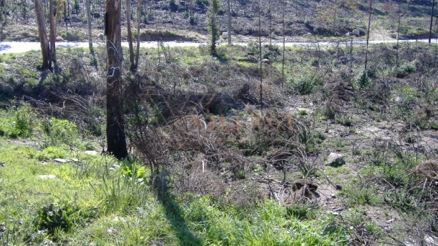 Terreno para Venda em Loivo