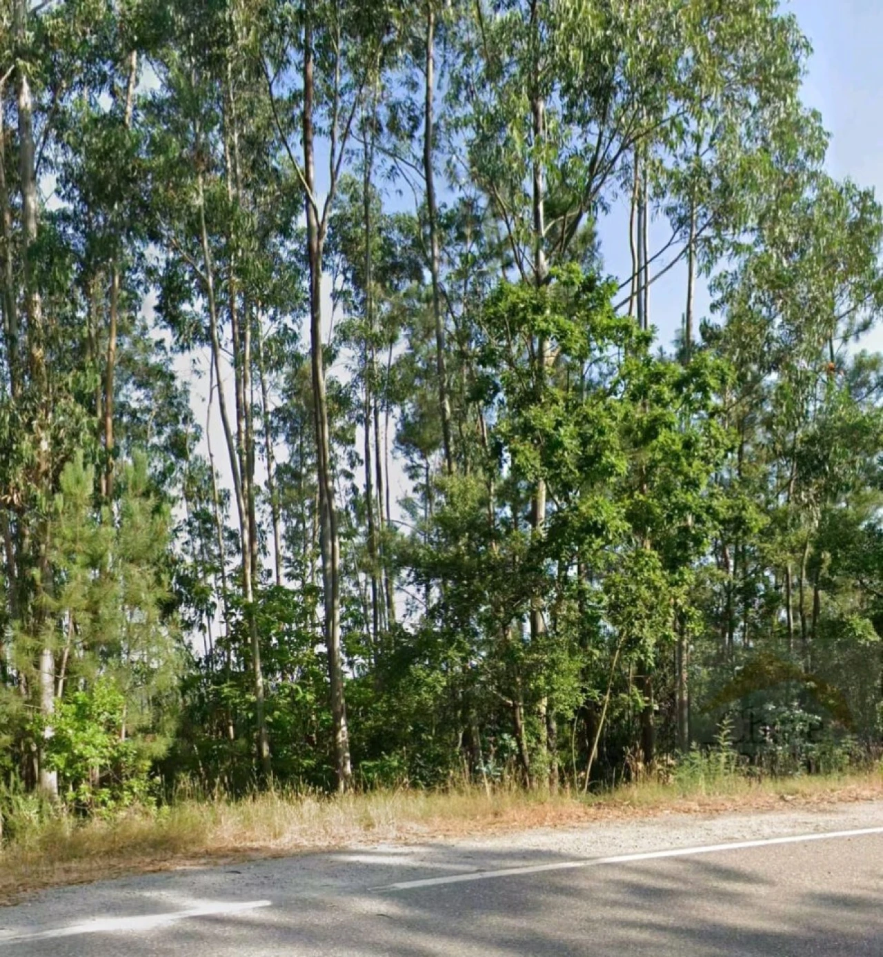 Terreno para Venda em Espinhal Foto 4