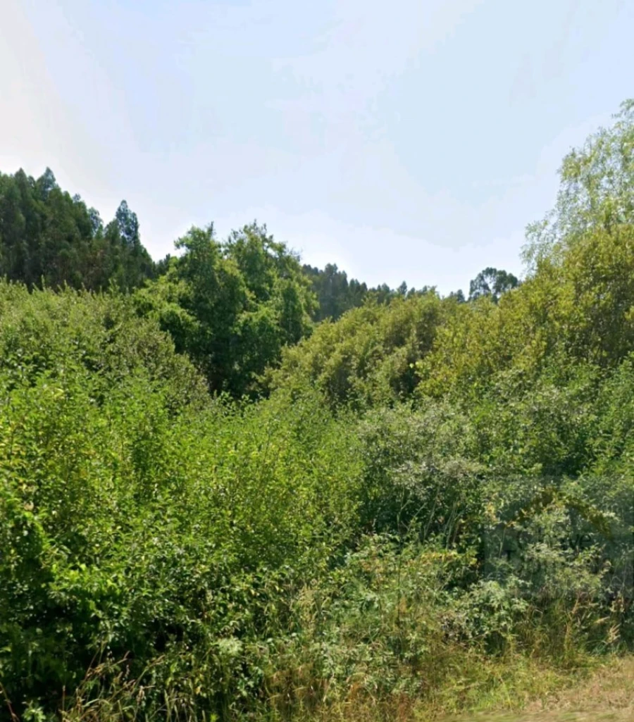 Terreno para Venda em Espinhal Foto 5