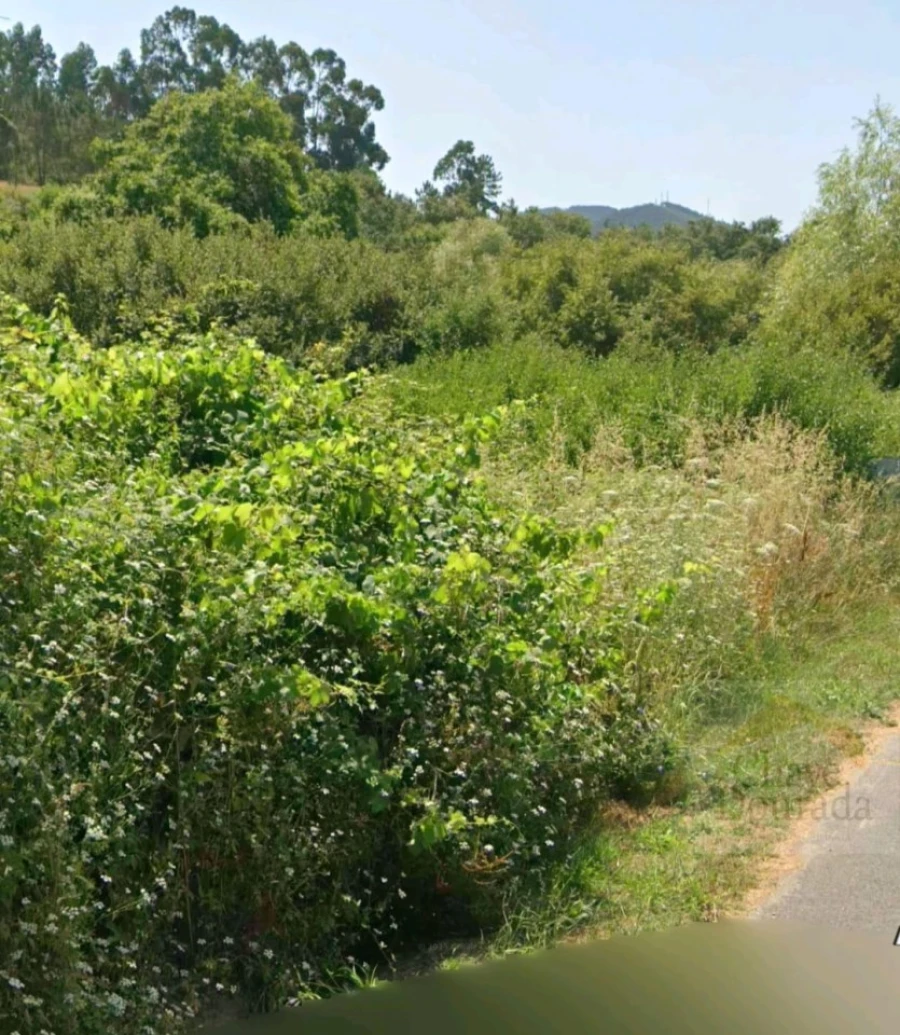 Terreno para Venda em Espinhal Foto 7