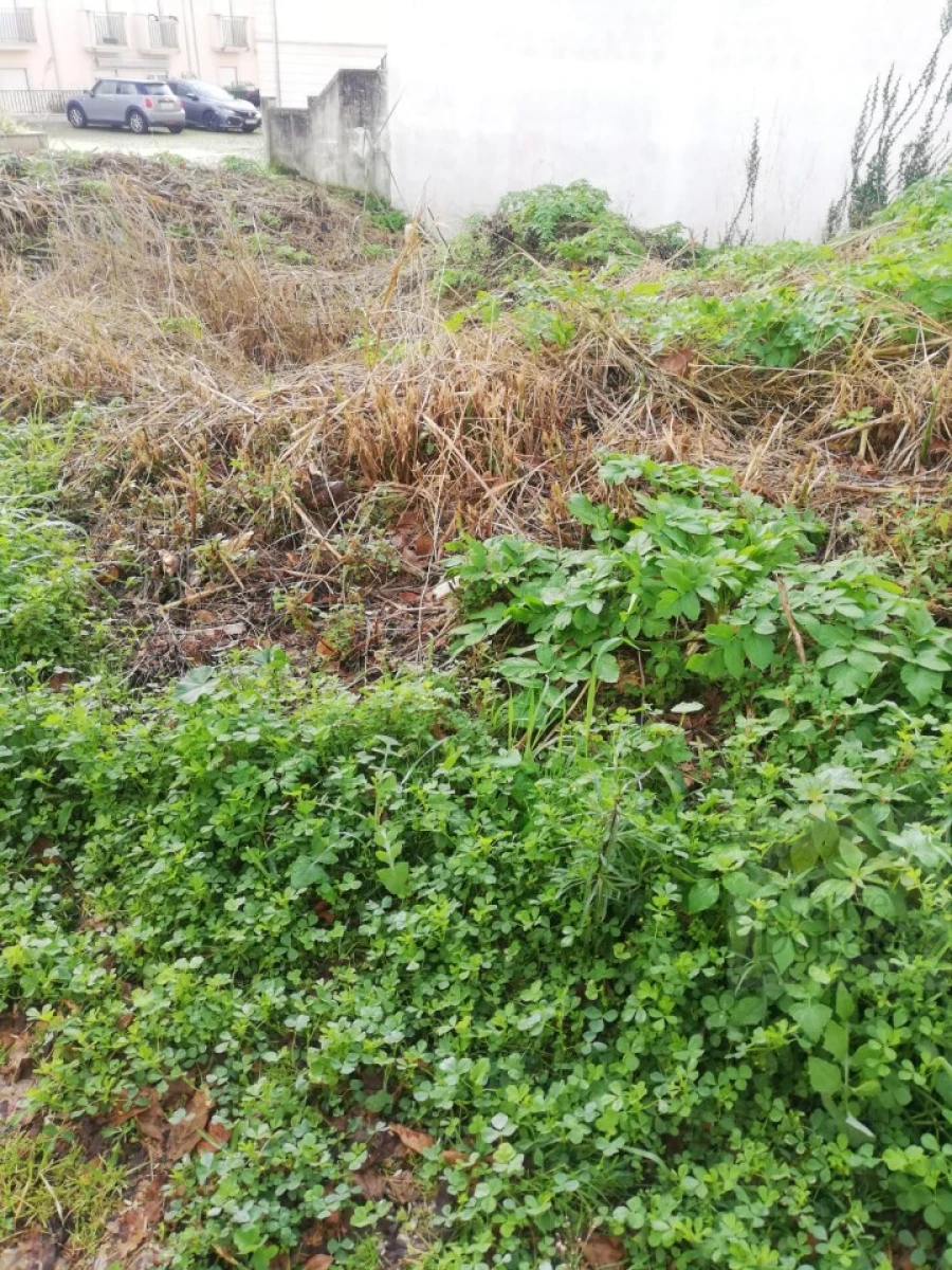 Terreno para Venda em Santa Clara e Castelo Viegas Foto 4