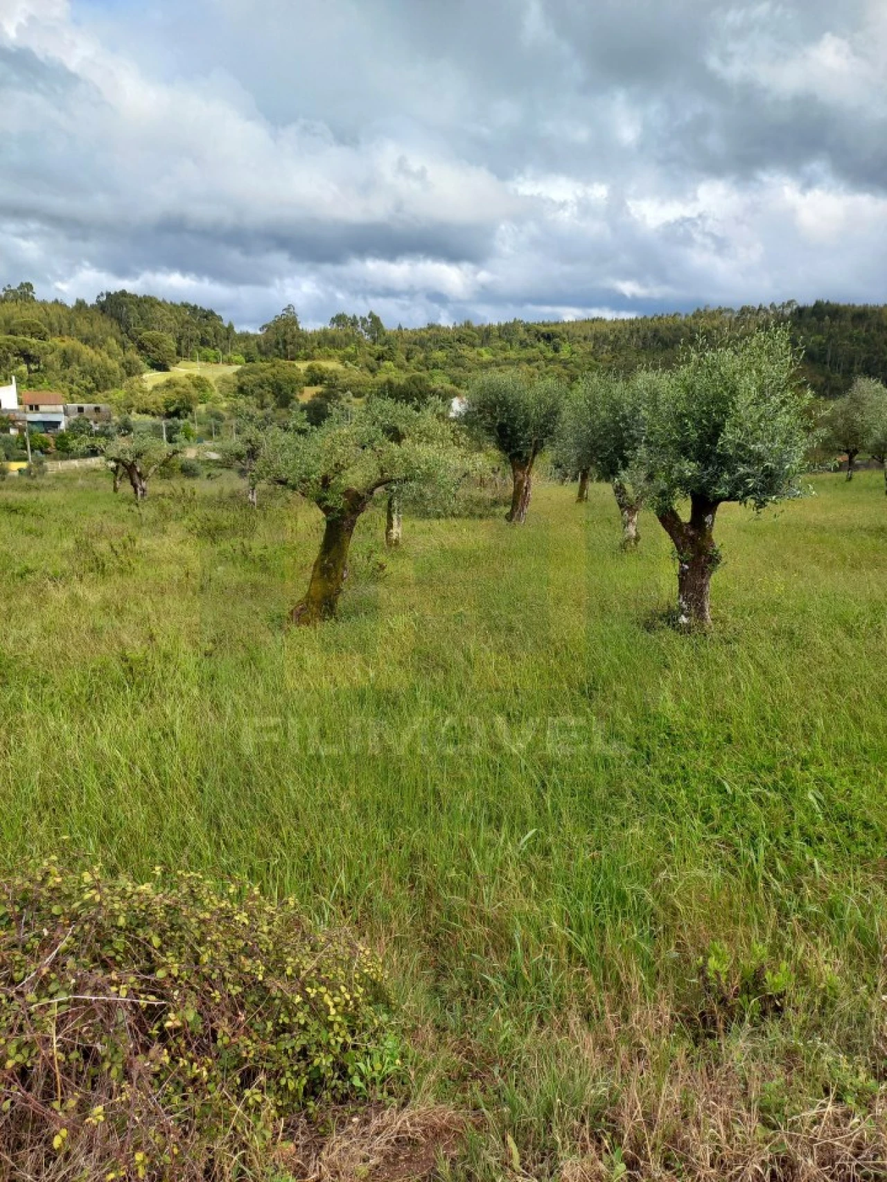 Terreno para Venda em Casais e Alviobeira Foto 1