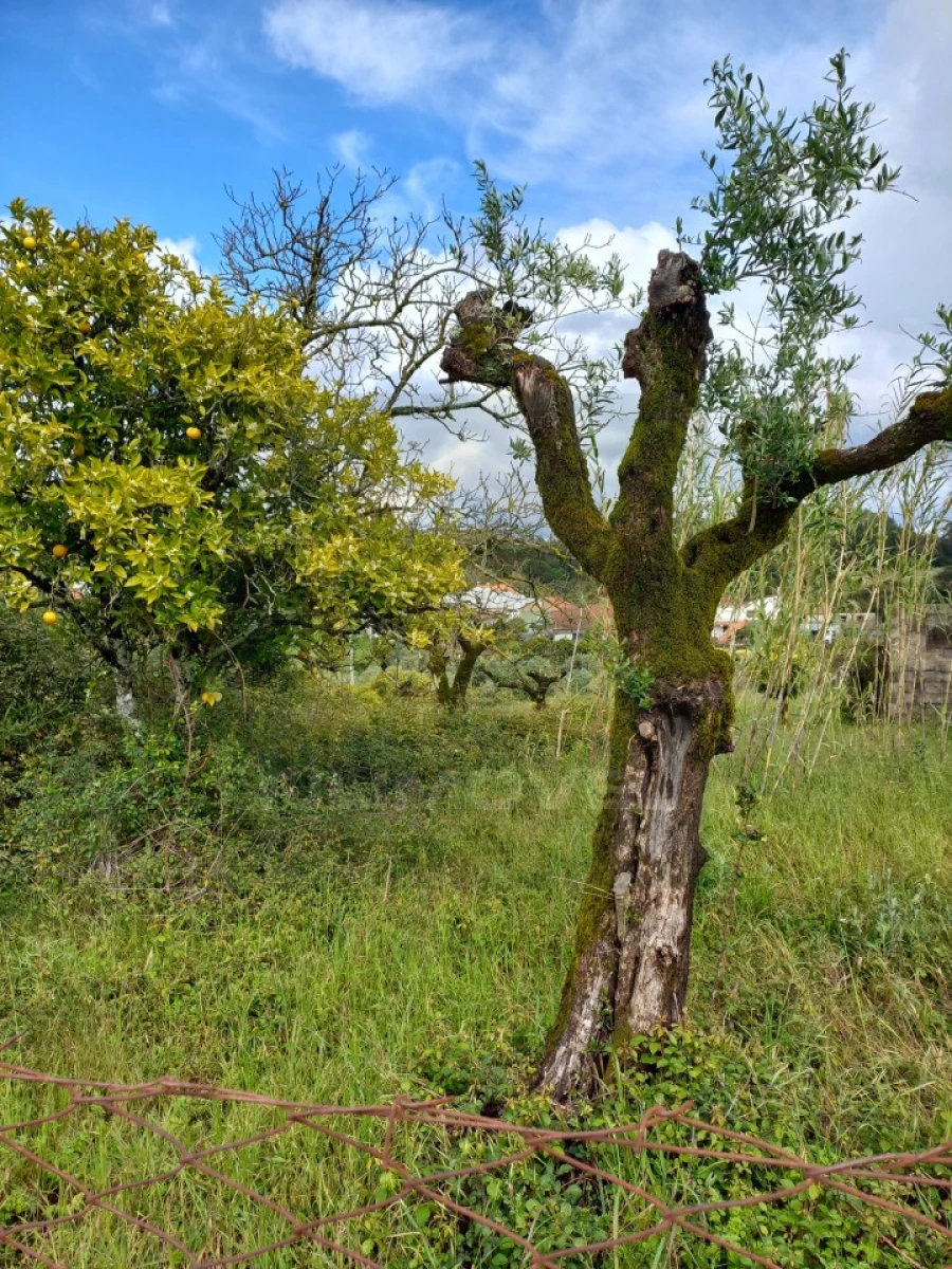 Terreno para Venda em Casais e Alviobeira Foto 3
