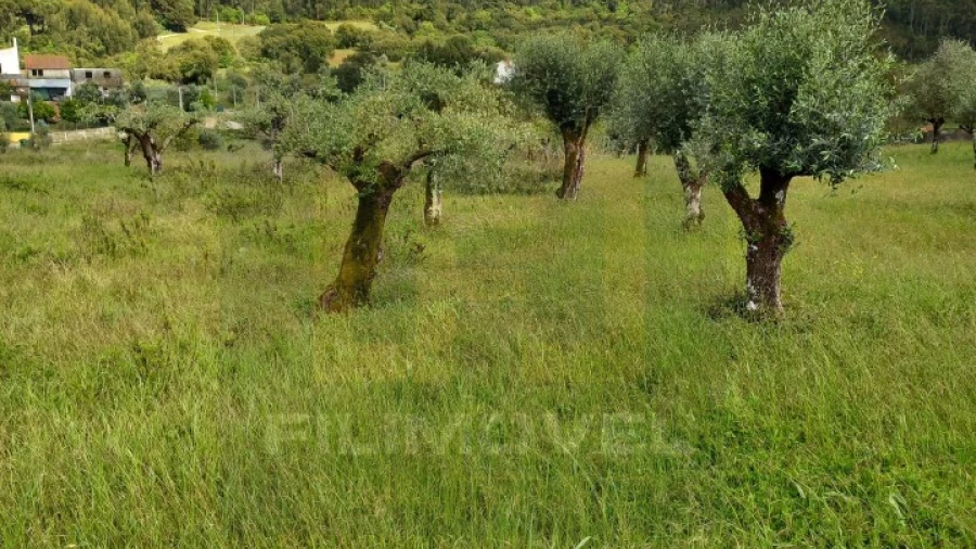 Terreno para Venda em Casais e Alviobeira
