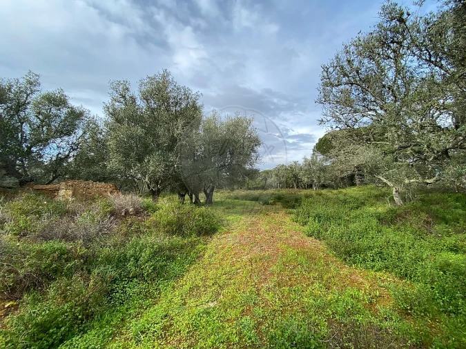 Terreno para Venda em Melides Foto 4