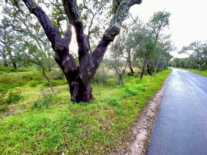 Terreno para Venda em Melides Foto 10