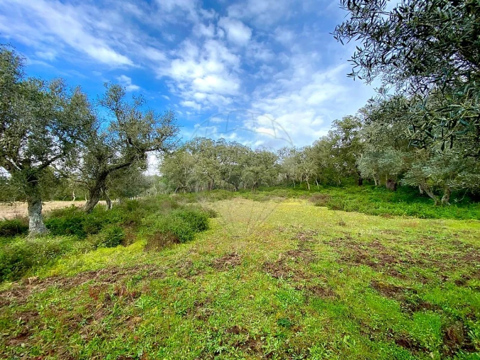 Terreno para Venda em Melides Foto 5