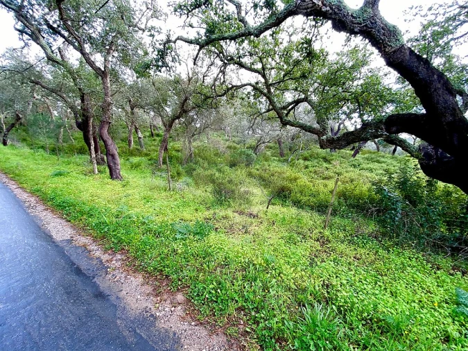Terreno para Venda em Melides Foto 9