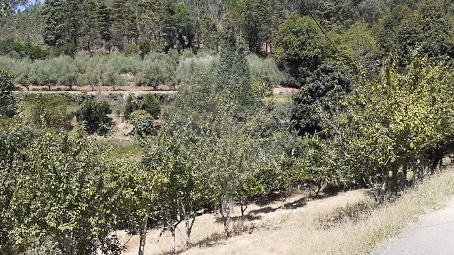 Moradia T6 para Venda em Belazaima do Chão, Castanheira do Vouga e Agadão