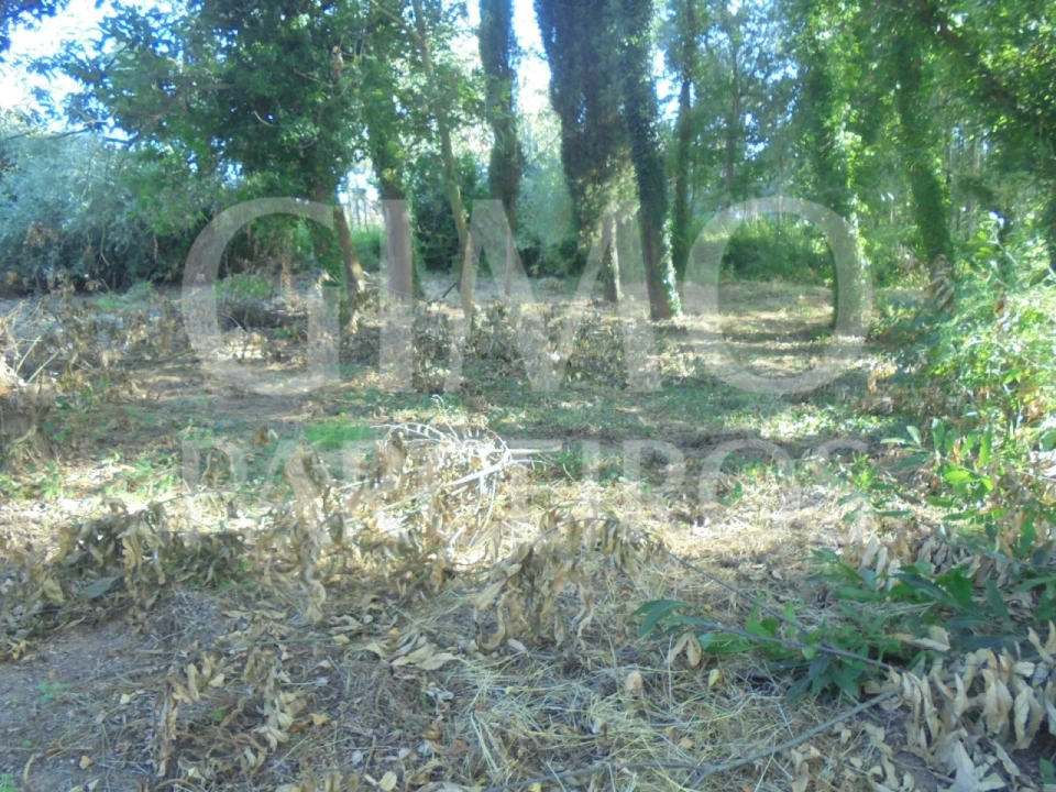Terreno para Venda em Sangalhos Foto 2
