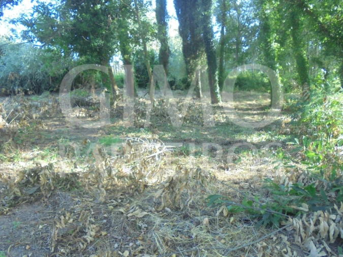 Terreno para Venda em Sangalhos Foto 2