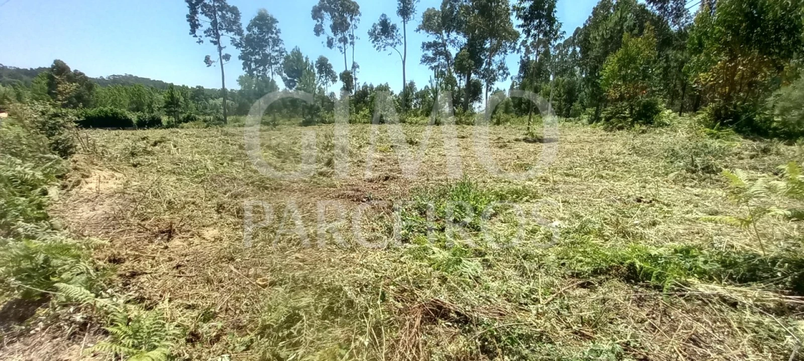 Terreno para Venda em Oliveira do Bairro Foto 7