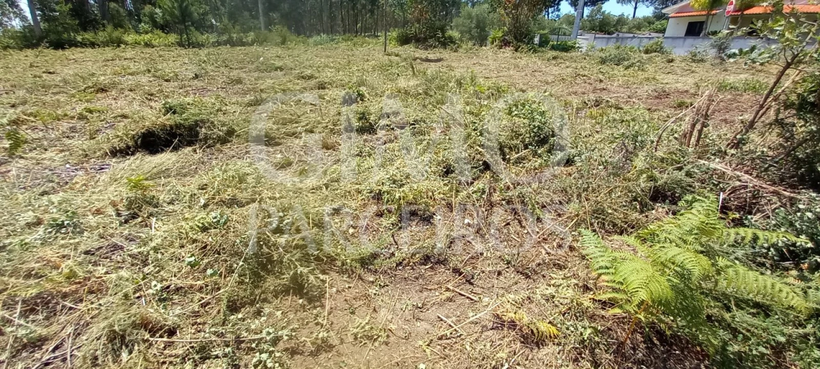 Terreno para Venda em Oliveira do Bairro Foto 8