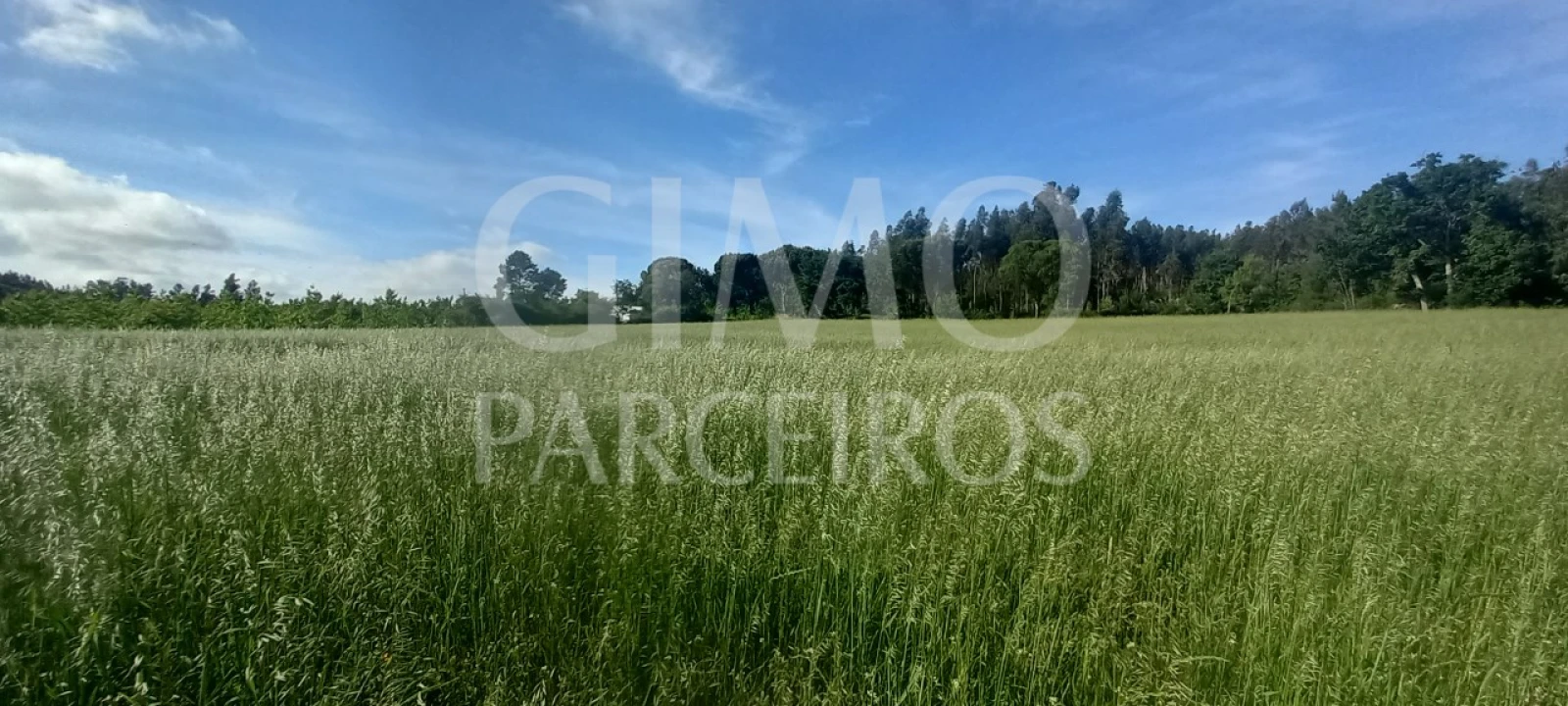 Terreno para Venda em Requeixo, Nossa Senhora de Fátima e Nariz Foto 6