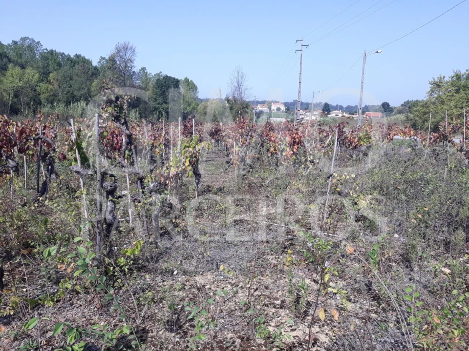 Terreno para Venda em Sangalhos Foto 1