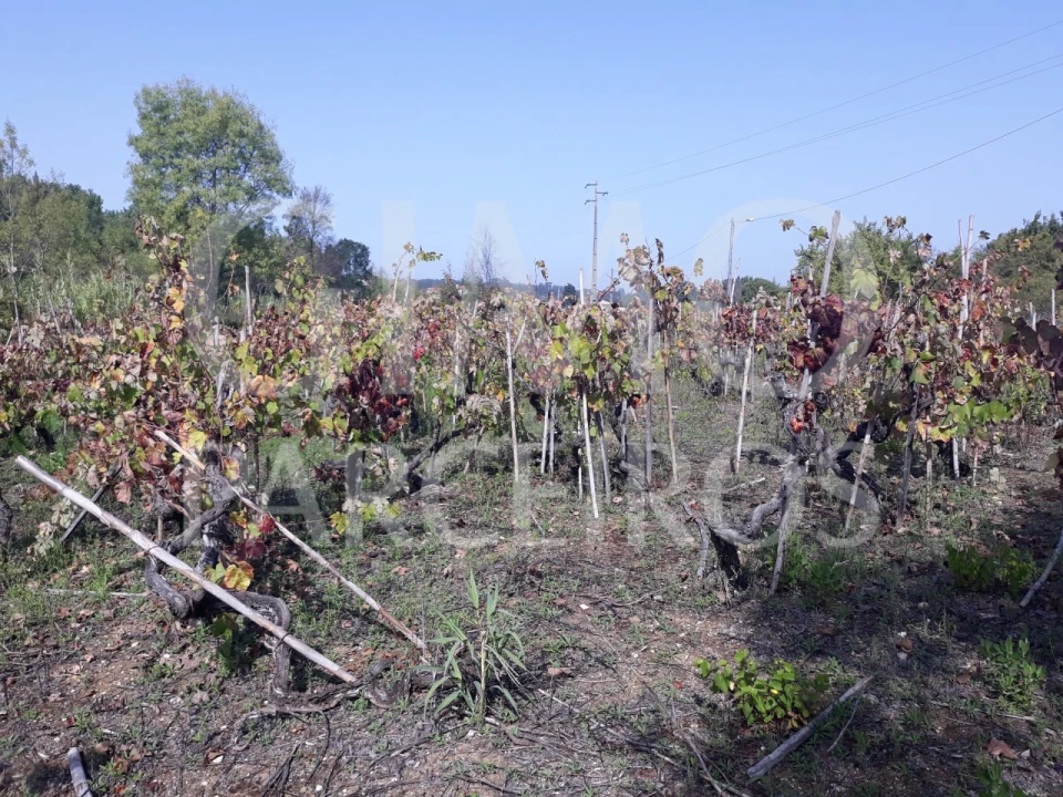 Terreno para Venda em Sangalhos Foto 2