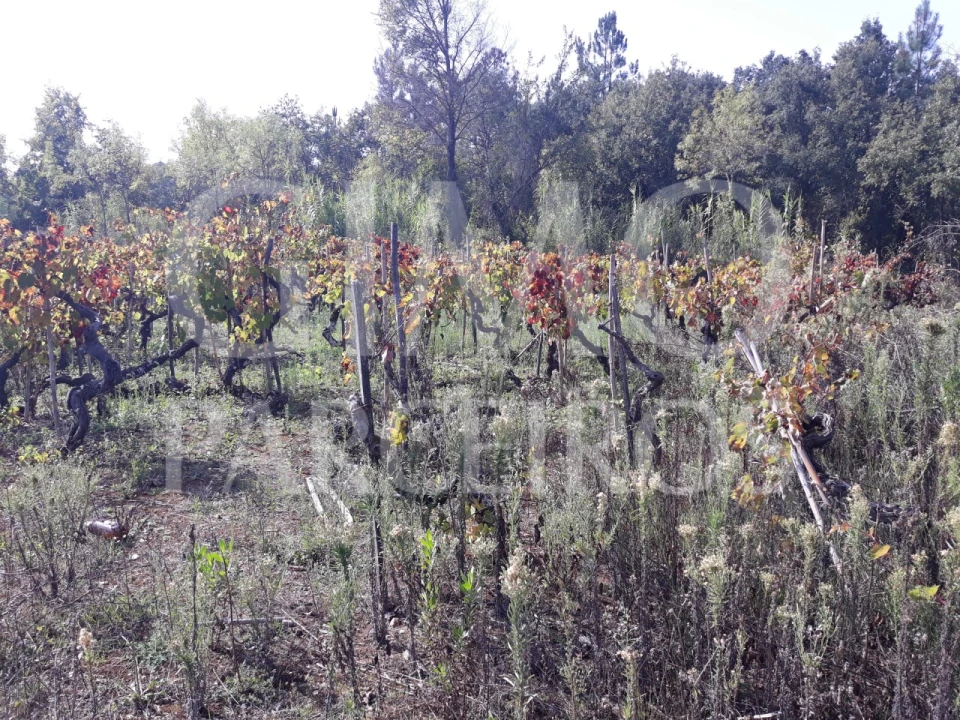 Terreno para Venda em Sangalhos Foto 11