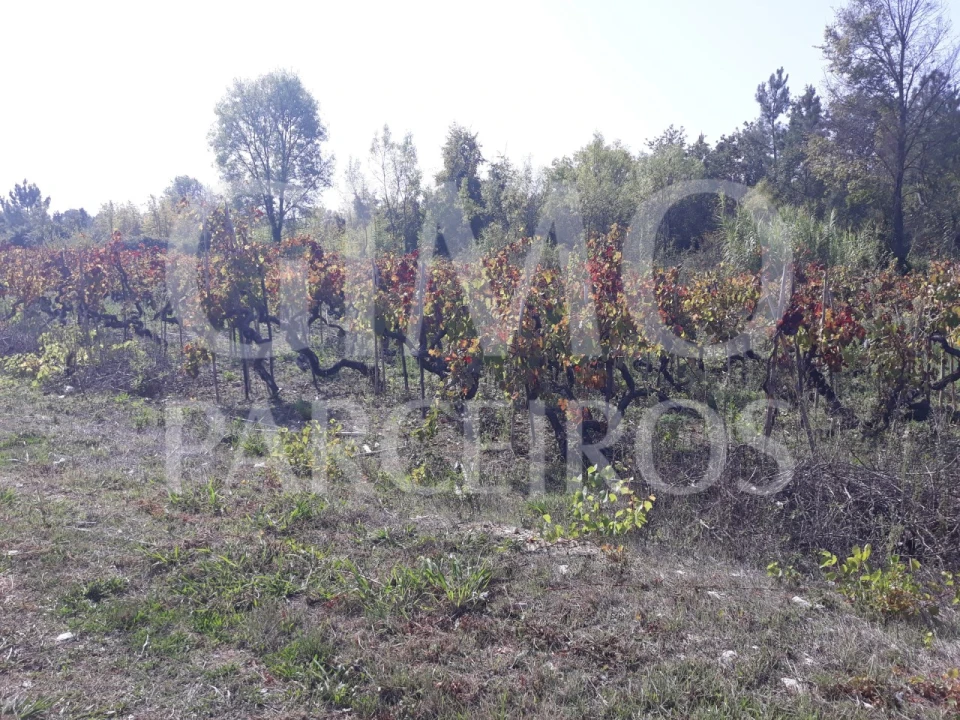 Terreno para Venda em Sangalhos Foto 12