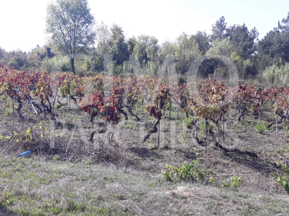 Terreno para Venda em Sangalhos Foto 7
