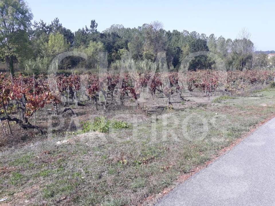Terreno para Venda em Sangalhos Foto 21