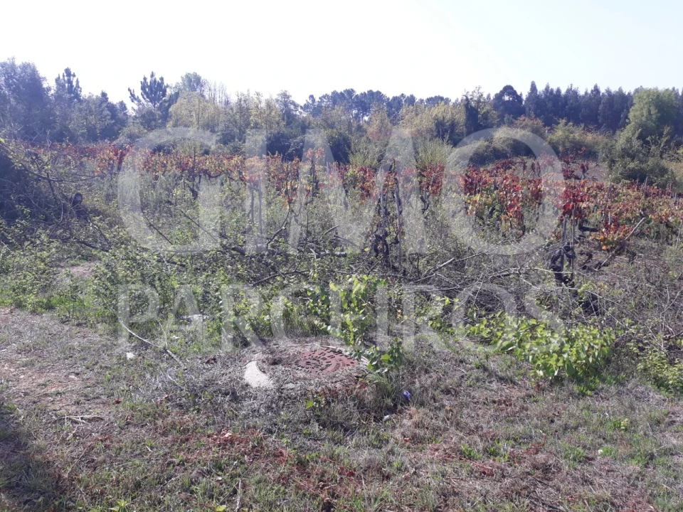 Terreno para Venda em Sangalhos Foto 22