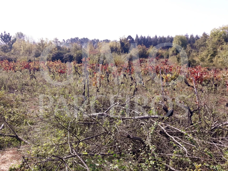 Terreno para Venda em Sangalhos Foto 23
