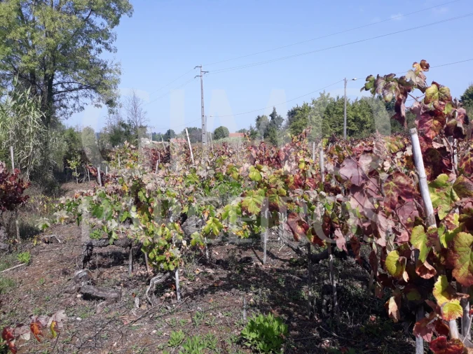 Terreno para Venda em Sangalhos Foto 6