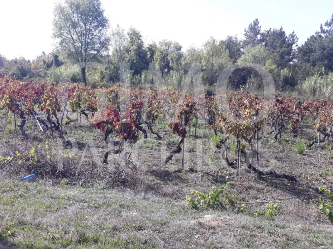 Terreno para Venda em Sangalhos Foto 7