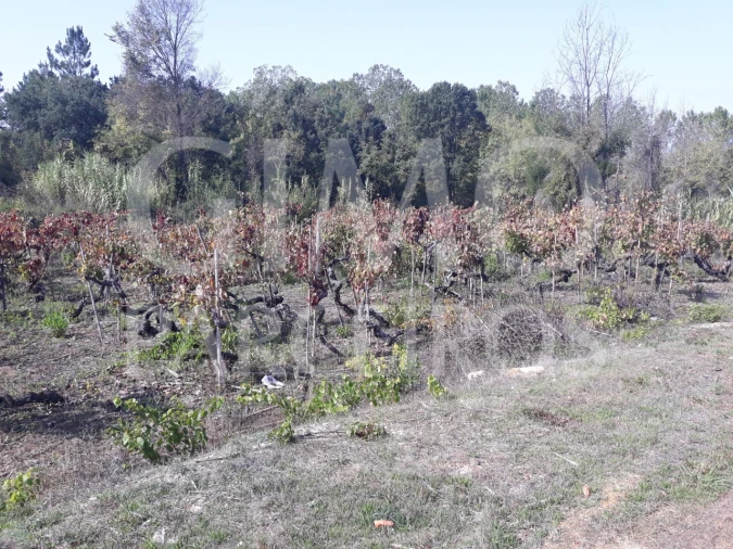 Terreno para Venda em Sangalhos Foto 8