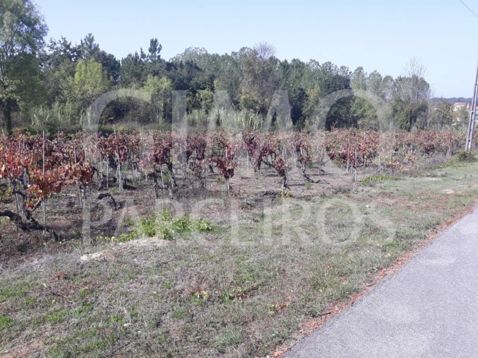 Terreno para Venda em Sangalhos Foto 20