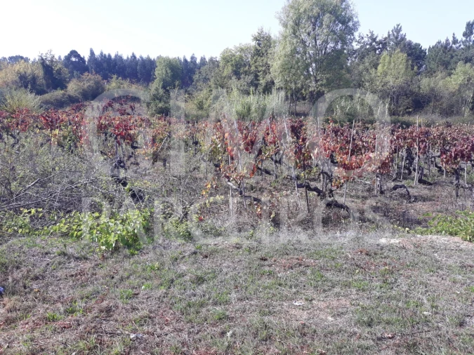 Terreno para Venda em Sangalhos Foto 13