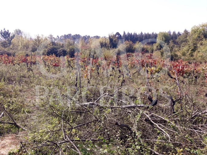 Terreno para Venda em Sangalhos Foto 23