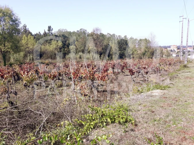Terreno para Venda em Sangalhos Foto 24