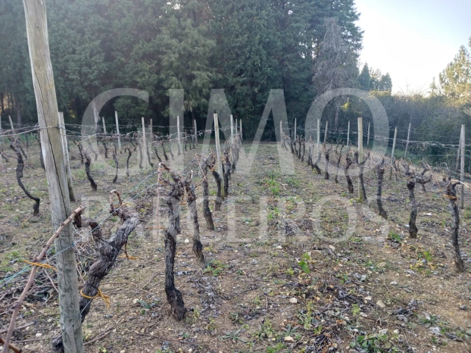 Terreno para Venda em Casal Comba Foto 5