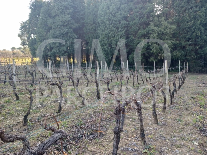 Terreno para Venda em Casal Comba Foto 6