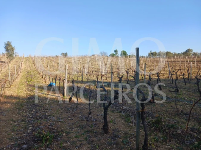 Terreno para Venda em Casal Comba Foto 1