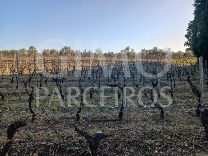 Terreno para Venda em Casal Comba Foto 7
