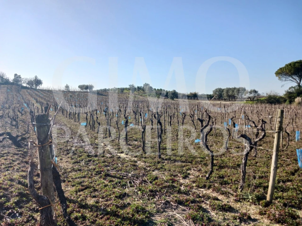 Terreno para Venda em Casal Comba Foto 3
