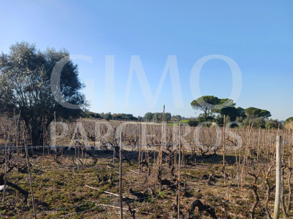 Terreno para Venda em Casal Comba Foto 5