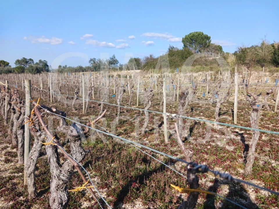 Terreno para Venda em Casal Comba Foto 10