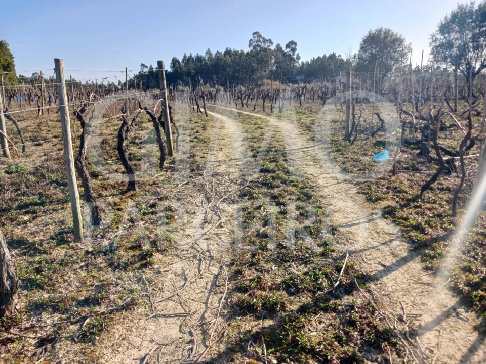 Terreno para Venda em Casal Comba Foto 13