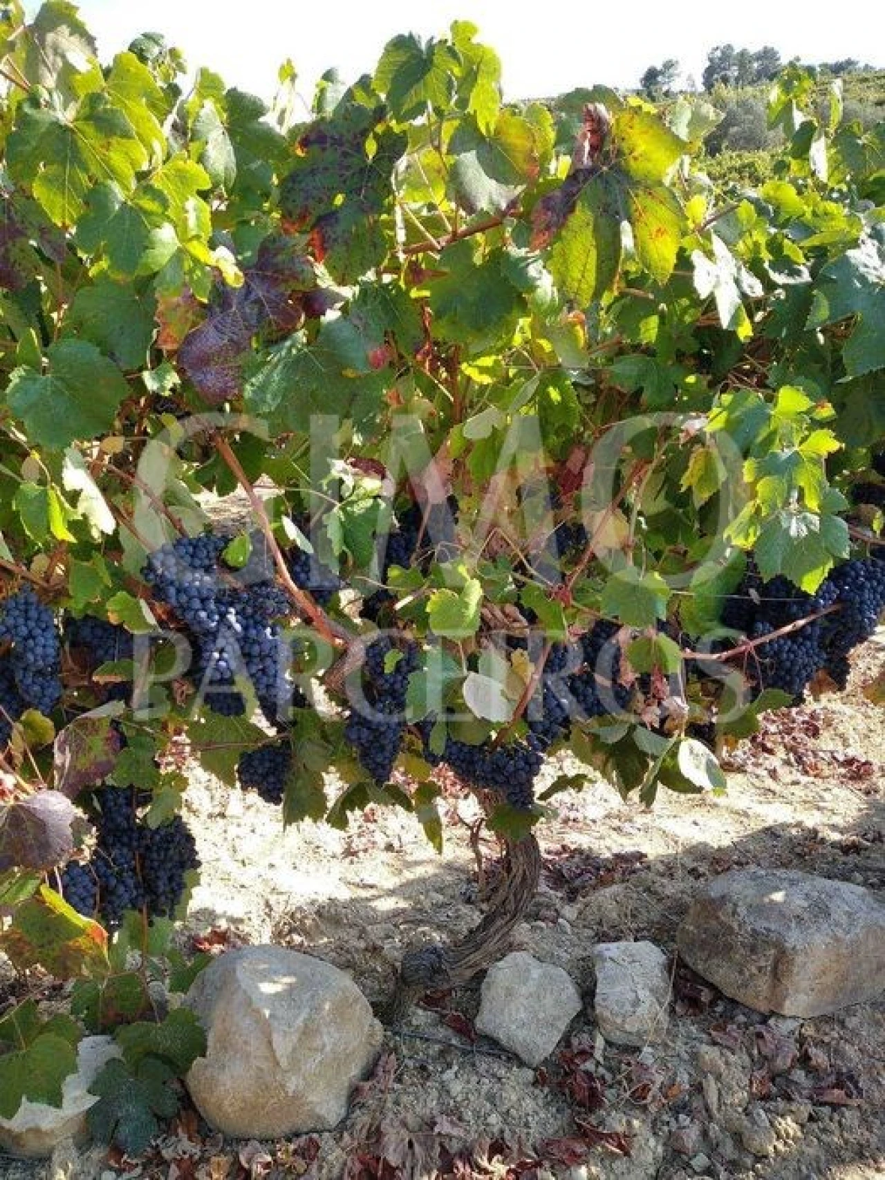 Terreno para Venda em Casal Comba Foto 7