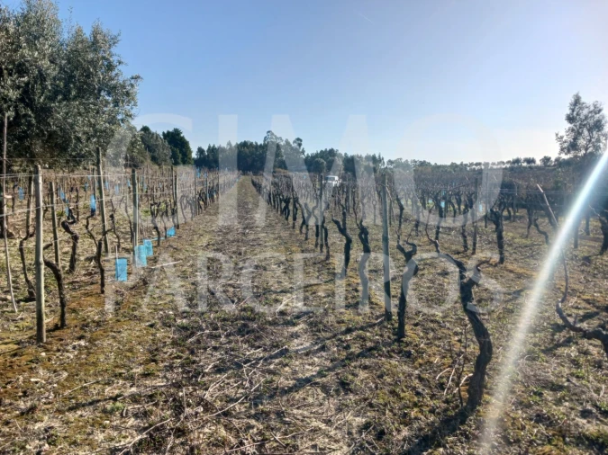 Terreno para Venda em Casal Comba Foto 6