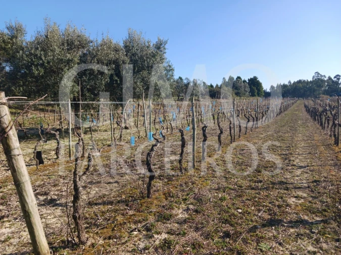 Terreno para Venda em Casal Comba Foto 8